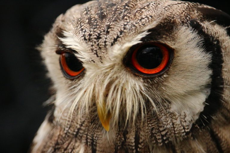Close-up of an owl with striking orange eyes